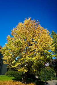 秋天蓝天的黄树图片