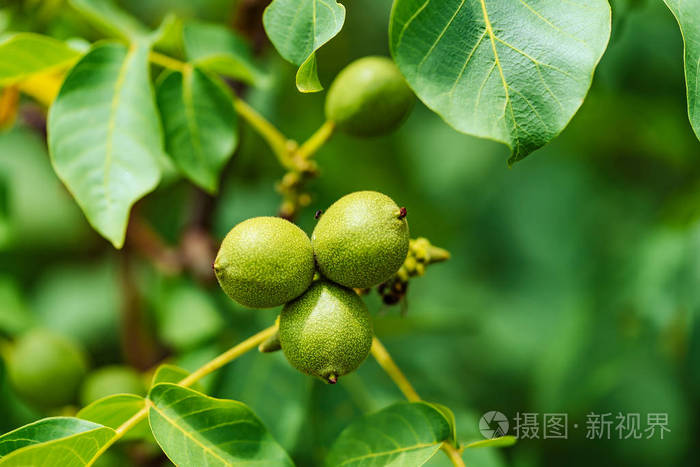 树枝上核桃的绿色果实.核桃树.照片-正版商用图片2hcowc-摄图新视界