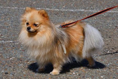 德国小斯皮茨犬的品种图片