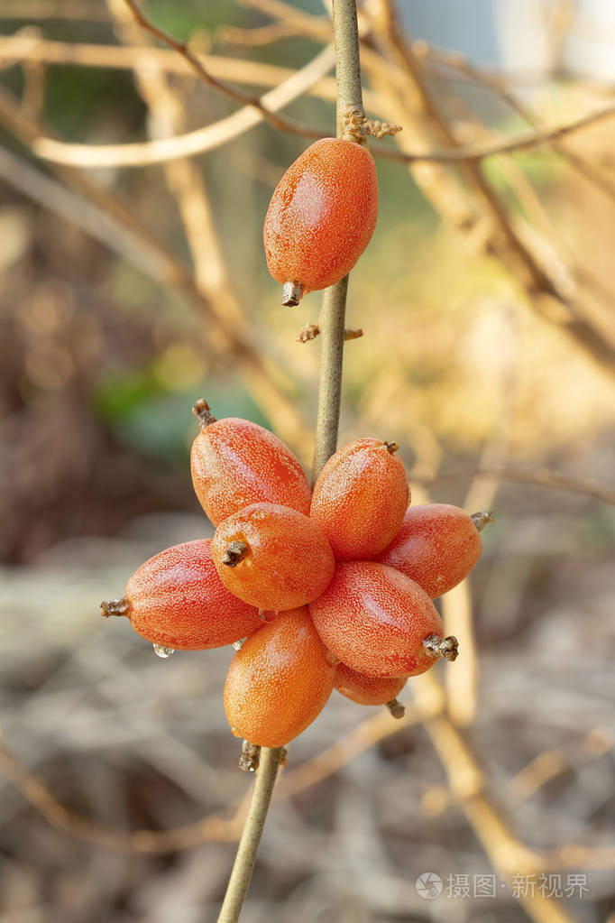 泰国野生橄榄即食学名为elaeagn