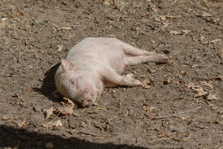 猪仔发冷家养猪仔仔仔,猪仔脏.照片