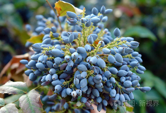 十大功劳成熟果实