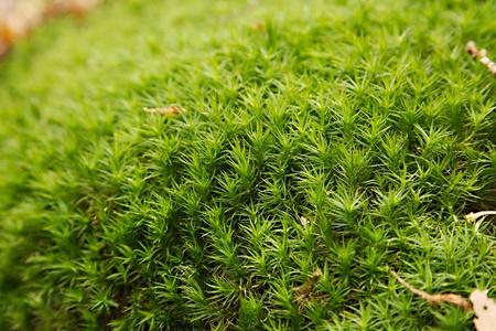 苔藓层特写图片