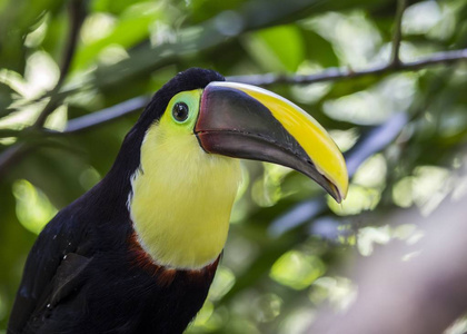 栗色下颌巨嘴鸟(ramphastos ambiguus swainsonii)照片