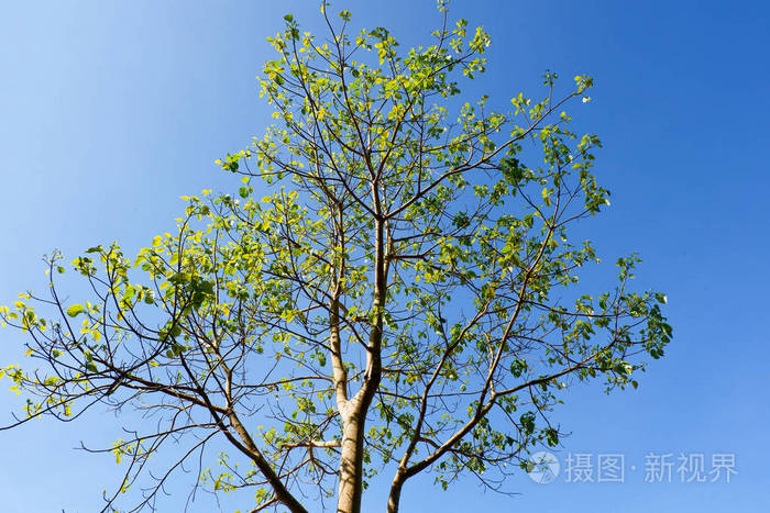 tree branch on blue sky background in the summer 