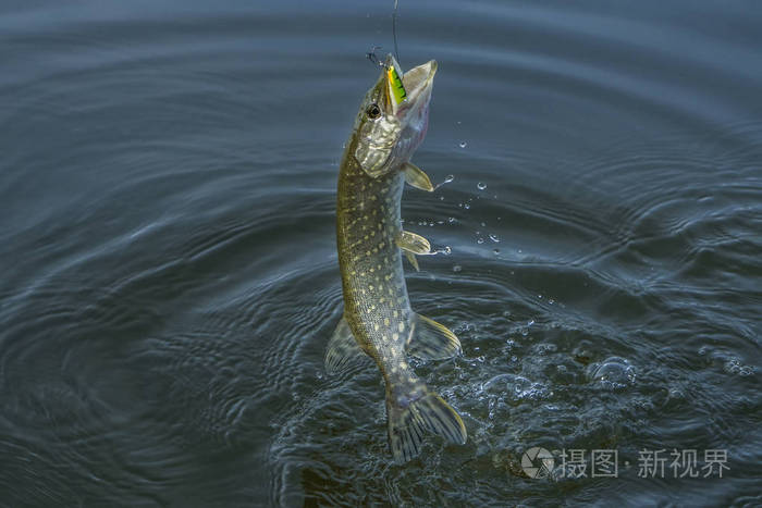 梭子鱼在水中跳跃,溅起水花.渔业背景
