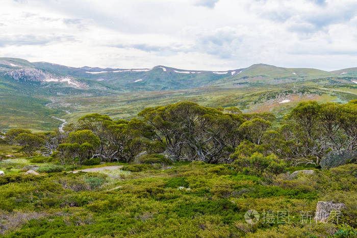 澳大利亚新南威尔士州kosciuszko国家公园的澳大利亚本土植被植物和