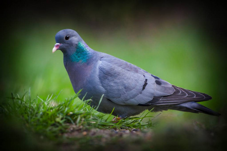 英国杜伦图片-英国杜伦素材-英国杜伦插画-摄图新视界