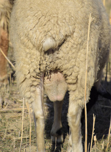 睾丸小有大睾丸的白公羊,造羊人照片
