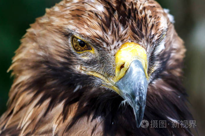 雄鹰的锐利神态