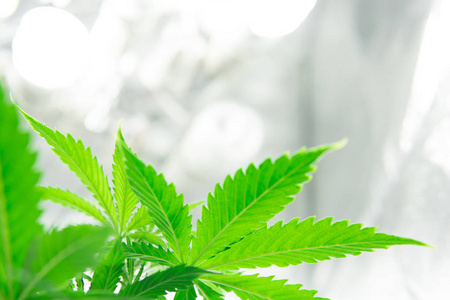 大麻花图片 大麻花素材 大麻花插画 摄图新视界