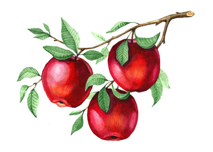 水彩的红苹果图片-水彩的红苹果素材-水彩的红苹果插画-摄图新视界