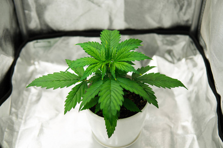 大麻植物图片 大麻植物素材 大麻植物插画 摄图新视界 大麻植物图片 大麻植物素材 大麻植物插画 摄图新视界