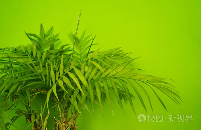 棕榈树家园的绿色花朵浅绿色背景