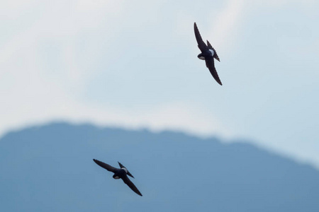 燕子的快速飞行图片