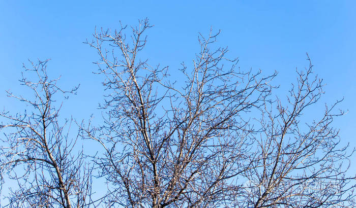 无叶的树枝顶着蓝天