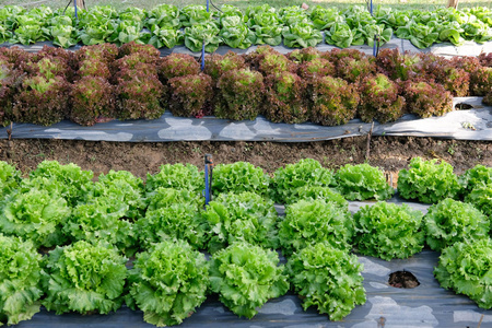 花园蔬菜种植园照片