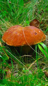 美味牛肝菌蘑菇图片