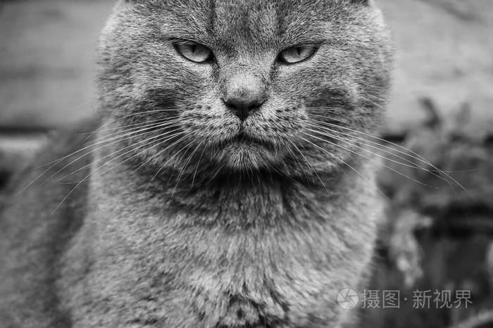 英国短毛猫注视画面特写黑白相间变色的