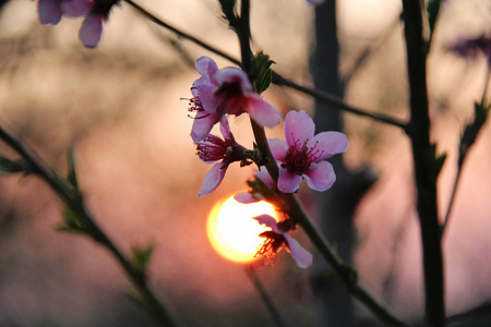 粉红色的樱花和橙色的夕阳图片