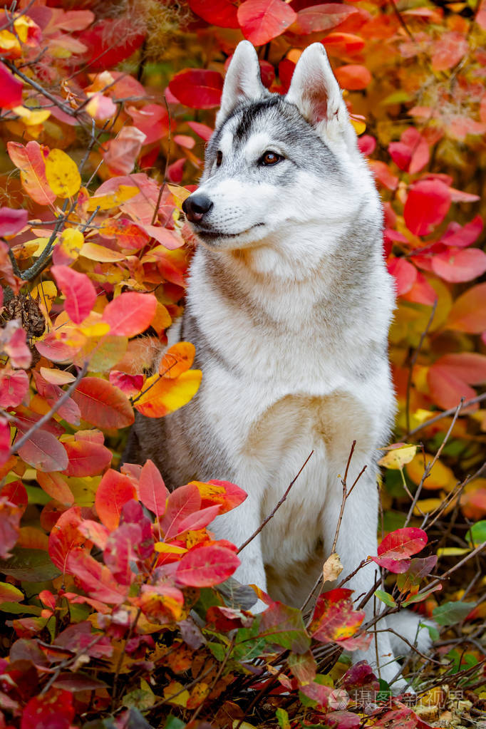 公园里一只灰白的小哈士奇