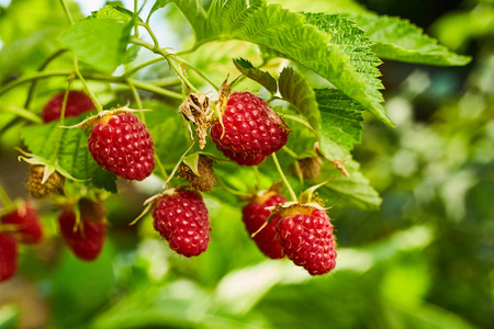 水果园中挂在树枝上的成熟有机覆盆子的特写镜头照片