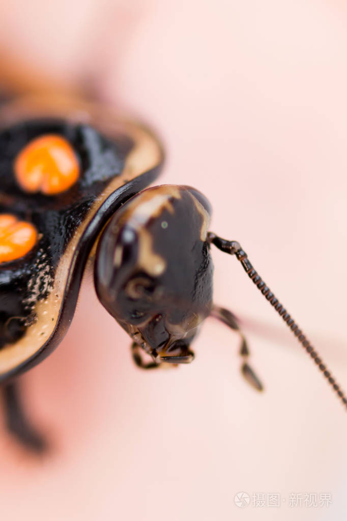有橙色斑点的小蟑螂来自哥伦比亚和委内瑞拉热带雨林的蟑螂avtomobil