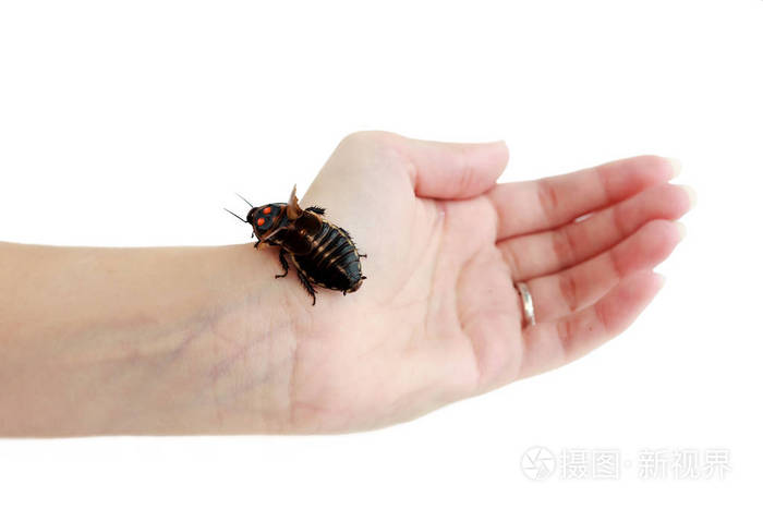 手上有橙色斑点的蟑螂小轿车产于哥伦比亚和委内瑞拉热带雨林的蟑螂