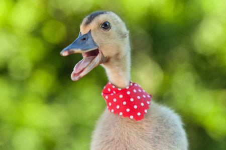 可爱小叶子可爱的小鸭,绿叶子的背景是围巾照片