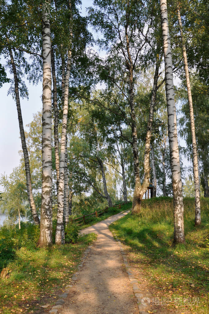 俄罗斯伊万诺沃地区普莱斯镇，一个夏日傍晚桦树林中的小路
