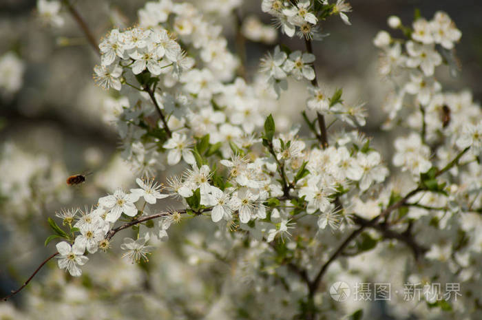 苹果树春季花朵特写