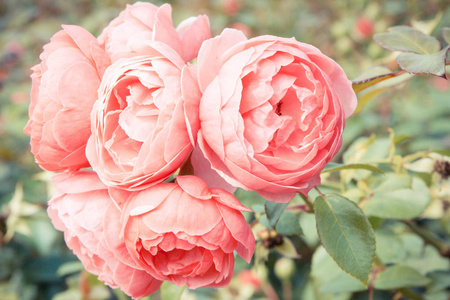 花园里盛开的玫瑰,季节性的花朵照片