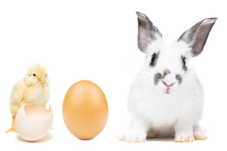 兔鸡蛋清背景图片