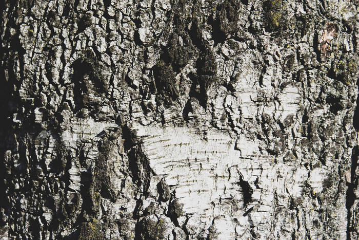 植物 橡树 材料 自然 树皮 木材 古老的 松木 森林 特写镜头