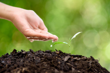 从小到衰老从小手到幼苗的水滴照片