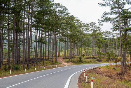 山间松树成荫的道路图片