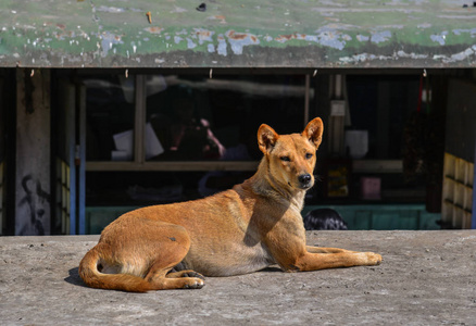 一只狗图片大全