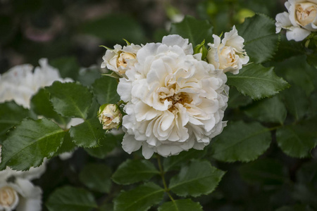 芬芳的白玫瑰图片