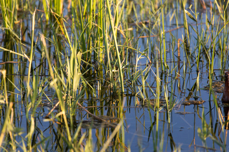 自然界中湖水上的芦苇图片