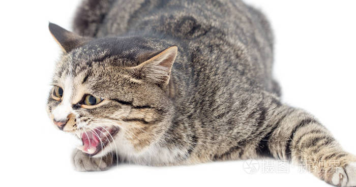 受惊的小猫躺在前面。孤立的白色背景。移开视线