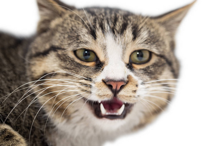 受惊的猫受惊的小猫受惊的小猫躺在前面.孤立的白色背景.