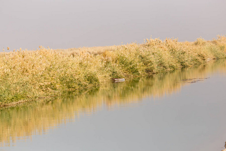 秋天湖边的黄芦苇图片