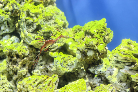 水族馆背景中的海龙鱼特写镜头图片