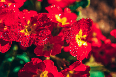 报春花英国图片