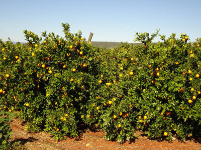 树上的新鲜橙子新鲜成熟的橙子和橘子树上新鲜成熟的橙子和橘子树上橙