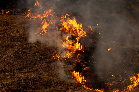 风烟强烈的火通过干草冒烟的干草火的概念和森林的燃