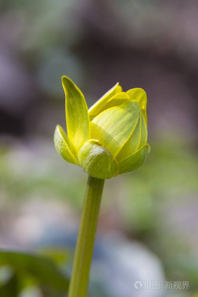 春天黄花的蓓蕾驴蹄草