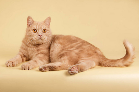 彩色背景的苏格兰短毛猫照片