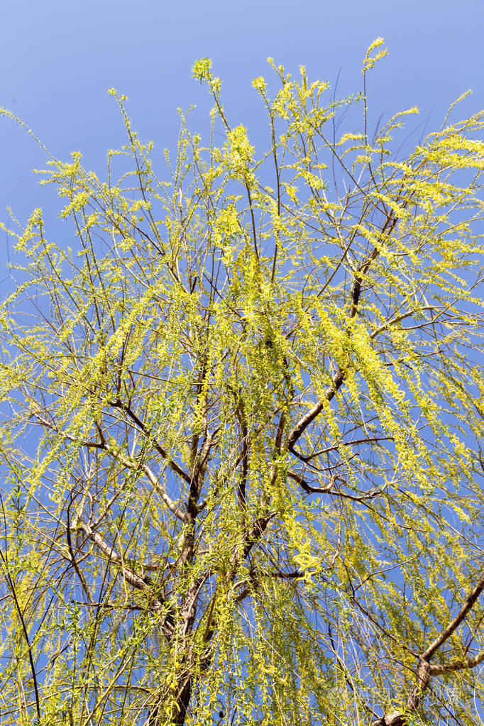 自然柳树上的花
