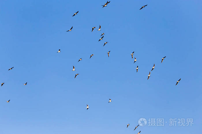 一群海鸥在蓝天下飞翔